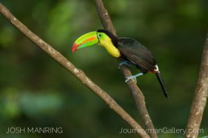 Josh Manring Photographer Decor Wall Art -  Costa Rica Birds -28.jpg